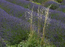 Provence